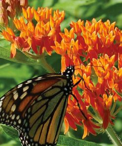 Butterfly Milkweed Flower Seeds (Asclepias Tuberosa), Pack of 100 Seeds by Seeds2Go 8 61KKZWwVDmL