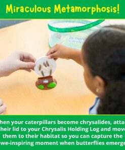 Painted Lady Butterfly Kit - Habitat, STEM Journal, & Voucher for Chrysalis Log & Caterpillars - Grow Your Own Butterfly Kit 35 61KMh0QPWL