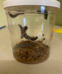 Insect Lore 5 Live Caterpillars Cup of Caterpillars Butterfly Kit Refill - Plus Butterfly Life Cycle Stages Toy Figurines - Shipped Now 71 61KPKewPuVL