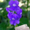 Onalee's Seeds Blue Porterweed, Stachytarpheta urticifolia, Seeds. Butterfly Magnet! Direct from The Grower in The USA! (24+ Seeds) 82 61KR3MaET4L
