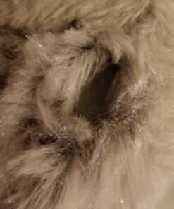 Wild Republic Raccoon Plush, Stuffed Animal, Plush Toy, Gifts for Kids, Cuddlekins 12 Inches 37 61KWidRhavL