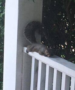 SmellGood Ivory Raw Unrefined Shea Butter 3lb 3 Pound (Pack of 1) 51 61KXeRYnnrL