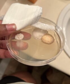 Mold Armor Do It Yourself Mold Test Kit 29 61KYEhFGstL