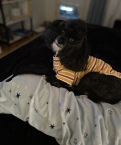 PEDIGREE CHOPPED GROUND DINNER Adult Canned Soft Wet Dog Food Variety Pack, with Chicken and with Beef, 13.2 oz. Cans (Pack of 12) Beef & Chicken 13.2 Ounce (Pack of 12) 34 61Kj3xwxAoL