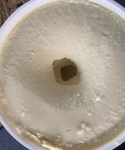 Essential Depot Shea Butter - Grade A - Organic - Unrefined - 7 lbs in a PP Pail - R.E.D. Roasted - microwavable container with resealable lid and removable handle 7 Pound (Pack of 1) 30 61KjFoyfsL