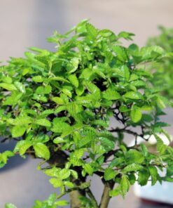 Brussel's Live Chinese Elm Outdoor Bonsai Tree - 5 Years Old; 6" to 8" Tall with Decorative Container Small CERAMIC POT 38 61KjwHi40lL