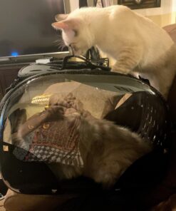 Wellness Kittles Crunchy Natural Grain Free Cat Treats, Salmon & Cranberry, 2-Ounce Bag 2 Ounce (Pack of 1) 44 61KnIyQaDIL 1