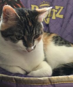 Blue Buffalo Cat Food, Natural Chicken Recipe, Wilderness High Protein, Adult Dry Cat Food, 12 lb bag 12 Pound (Pack of 1) 37 61KsYD4hgNL