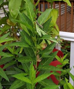 Seed Needs, Milkweed Seed Packet Collection to Attract Monarch Butterflies (6 Individual Seed Varieties to Plant) Heirloom & Untreated Seeds 6 Pack 32 61KzrnU59QL