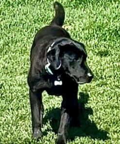 UPGRADED Q6 Rechargeable Bark Collar - Smart Barking Detection Module w/Triple Stop Anti-False Modes: Beep/Vibration/Shock for Small, Medium, Large Dogs & Breeds - IPx7 Waterproof (15-120 LBS) 50 61L c8lPxKL