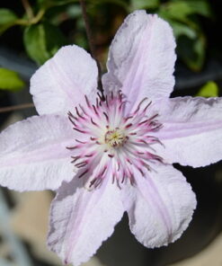 Nikon D7000 DSLR (Body Only) (OLD MODEL) Body Only Base 31 61L2v3CsXdL