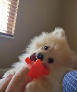 Starmark Pro-Training Clicker for Dogs 1 Count 29 61LD7RhY1gL