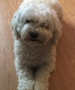 Natural Balance Ultra Premium Wet Dog Food, Beef Formula with Potatoes, Carrots & Brown Rice, 13 Ounce Can (Pack of 12) 36 61LDlXoYOpL 3