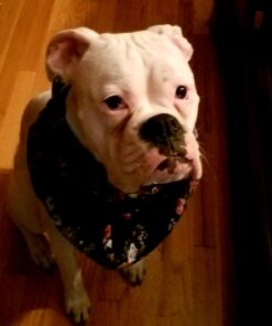 Hill's Science Diet Wet Dog Food, Adult, Light for Healthy Weight & Weight Management, 13 oz. Cans, 12-Pack 31 61LOFpMcsSL