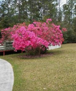 BLACK+DECKER Edger & Trencher, 2-in-1, 12-Amp (LE750) 45 61LRl7xX7L