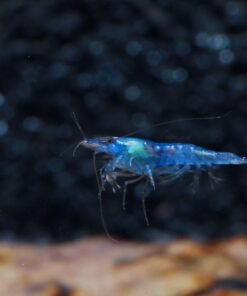 Alternative view of Blue Velvet Shrimp - Live Shrimp for Freshwater Aquariums or Tanks - Live Arrival Guarantee (5 Shrimp) 5 Shrimp