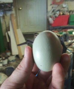 SallyFashion 7 Pcs Wooden Fake Eggs, 3 Colors Wooden Easter Egg Wood Eggs for Crafts Fake Chicken Eggs Nesting Eggs Easter Home Decor 31 61Le3kq1mxL