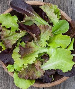 Alternative view of Organic Lettuce Seeds, APPR. 1,100, Lettuce Blend, Heirloom Vegetable Seeds, Certified Organic, Non GMO, Non Hybrid, USA