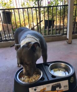 OurPets Comfort Diner Elevated Dog Food Dish (Bowls Available in 4 inches, 8 inches and 12 inches for Large , Medium and Small Dogs), Black, 12-inch 44 61LjjdkmxpL