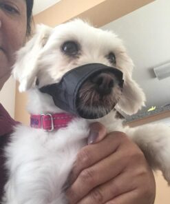 Downtown Pet Supply - Quick-Fit Dog Muzzle for Grooming - Pet Care & Dog Grooming Supplies - Soft Nylon Muzzle with Safety Buckle - Size 1 - Muzzle for Small Dog 36 61LkklxdwL