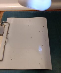 Enoz Trap-N-Kill Replacement Flea Trap Sticky Capture Pads for Use with Flea Traps, Nontoxic, Made in USA, 3 Count 1-Pack 13 61LqrtRCT9L