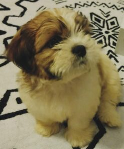 Natural Dog Company Paw Soother Balm, 2 oz. Tin, Dog Paw Cream and Lotion, Moisturizes & Soothes Irritated Paws & Elbows, Protects from Cracks & Wounds 2oz Tin 36 61M2 WDFL