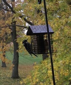 More Birds Double Suet Cage Bird Feeder with Metal Roof, Fruit and Suet Feeder, 2 Suet Cake Capacity Brown Double Cage 38 61M9Et4UVL