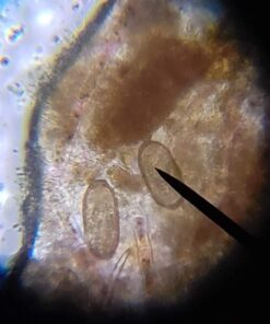 AmScope M150C-I 40X-1000X All-Metal Optical Glass Lenses Cordless LED Student Biological Compound Microscope 41 61MDZGlAkgL