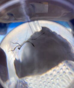 Praying Mantis Egg Case with Hatching Habitat Cup - 2 Praying Mantids Egg Cases 2 Egg Pod Habitat Cup 38 61MJq5Y8OL