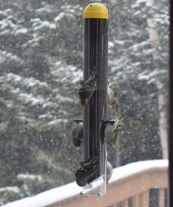 Wagner's 62050 Nyjer Seed Wild Bird Food, 10-Pound Bag 30 61MPabw5qxL