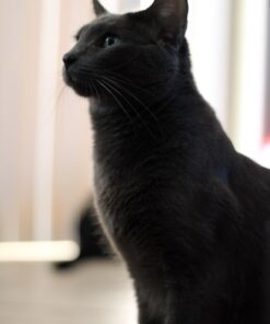 Canon EOS Rebel T7 DSLR Camera with 18-55mm Lens | Built-in Wi-Fi | 24.1 MP CMOS Sensor | DIGIC 4+ Image Processor and Full HD Videos 61 61MYdc99YjL