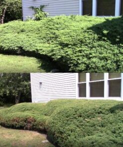 TABOR TOOLS B212A Telescopic Hedge Shears with Wavy Blade and Extendable Steel Handles. Extendable Manual Hedge Clippers for Trimming Borders, Boxwood, and Tall Bushes. B212A Extendable Hedge Shears 35 61MZ4dvhLnL