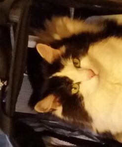 Amazon Basics Soft-Sided Mesh Pet Travel Carrier for Dog, Cat, Medium, 16.5"L x 9.4"W x 9.8"H, Black Without Wheels 52 61Md9tJQGqL