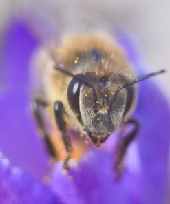 Mcoplus Extnp Auto Focus Macro Extension Tube Set for Nikon AF AF-S DX FX SLR Cameras 69 61MeOiECJL