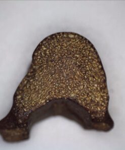 Celestron - 5 MP Digital Microscope Pro - Handheld USB Microscope Compatible with Windows PC and Mac - 20x-200x Magnification - Perfect for Stamp Collecting, Coin Collecting Handheld Digital Microscope Pro 77 61MgJvI7jkL