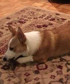 Pawstruck Natural Cow Hooves for Dogs - Made in The USA Long Lasting Beef Hoof Dental Treat Chews - No Artificial Preservatives - 10 Count - Packaging May Vary 43 61MlEFhpU L