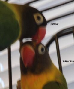 Kaytee Forti-Diet Pro Health Cockatiel Pet Bird Food, 5 Pound 5 Pound (Pack of 1) 45 61MmAEvksbL