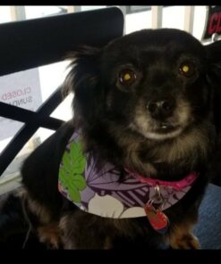 Dynarex Povidone-Iodine Prep Solution, Antiseptic Solution for Skin and Mucosa, Ideal for Surgical Site Preparation, Contains Povidone Iodine 10%, 4 fl. oz., 1 Povidone-Iodine Bottle Unflavored 4 Fl Oz (Pack of 1) 22 61MrdVax2yL