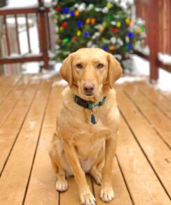 Whistle 3 / GPS Pet Tracker & Activity Monitor / Grey 47 61MrtW8QgWL