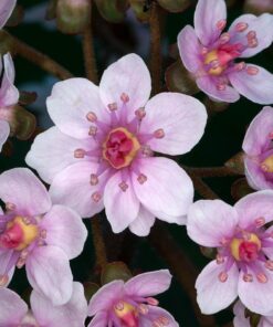 Oshiro 60mm f/2.8 2:1 LD UNC Manual Ultra-Macro Lens Compatible with Sony E-Mount a9, a7r, a7s, a7, a6600, a6500, a6400, a6300, a6000, a5100, a5000, a3500, a3000 Mirrorless Cameras (EOS-E) 52 61MyuntMcjL