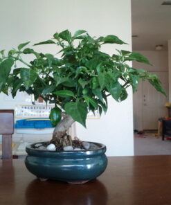 9GreenBox - Bonsai Potting Kit 7 61N oC0FmL