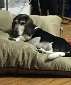 Majestic Pet Rectangle Large Dog Bed Washable – Non Slip Comfy Pet Bed – Dog Crate Bed Super Value Pillow Dog Bed – Dog Kennel Bed for Sleeping - Dog Bed Large Breed 46 x 35 Inch – Solid Khaki 46.0"L x 35.0"W x 7.0"Th 41 61N0Zzf6XL