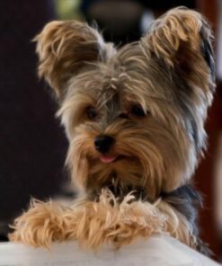 GREENIES Weight Management TEENIE Natural Dog Dental Care Chews Weight Control Dog Treats, 27 oz. Pack (96 Treats) 54 61N1P6gQQQL