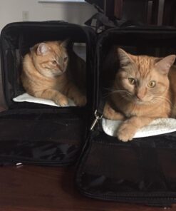 Amazon Basics Soft-Sided Mesh Pet Travel Carrier for Dog, Cat, Medium, 16.5"L x 9.4"W x 9.8"H, Black Without Wheels 57 61N4f1sYReL