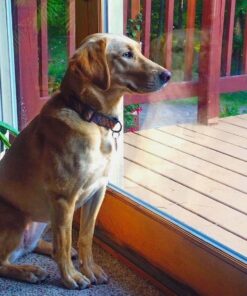 Whistle 3 / GPS Pet Tracker & Activity Monitor / Grey 48 61NHD0VjMNL