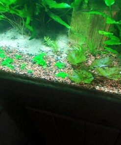 Staurogyne Repens Tissue Cultured - Foreground Aquarium Plant 48 61NHDKD3Q2L