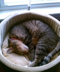 K&H Pet Products Thermo-Kitty Heated Cat Bed Small 16 Inches Sage/Tan 16.0"L x 16.0"W x 6.0"Th Retail Package 35 61NQYWKHG L