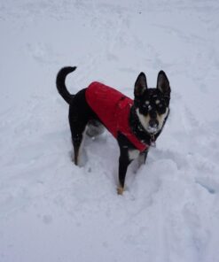 Kurgo Loft Dog Jacket, Reversible Dog Coat, Wear with Harness or Sweater, Water Resistant, Reflective, Winter Coat For Medium Dogs (Chili Red, M) Chili Red/Charcoal 52 61NU8velcTL