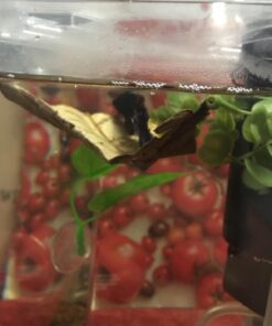 SunGrow Betta Leaves, 8”, 10 Pcs Beneficial Large Catappa Indian Almond Leaves for Overall Development in Fish Tank Aquarium, Water Conditioner Leaves Lower pH Large (8", 10 pack) 45 61NYsV qpML