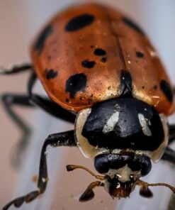 Bazos 1500 Live Ladybugs - Good Bugs - Ladybugs - Ladybugs for Garden - Guaranteed Live Delivery (1500) 25 61NZ4bIXEjL